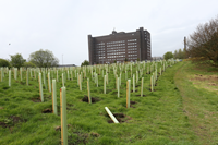 Tree planting at Coves Local Nature Reserve